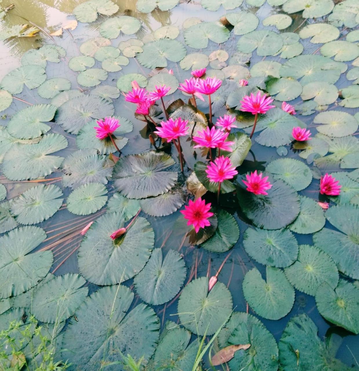 Thomman'S Farm Stay Kottayam Esterno foto